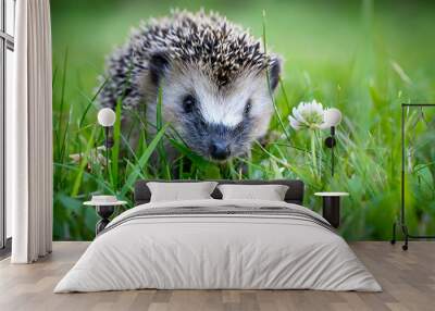 Cute hedgehog on a green grass Wall mural