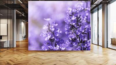 Panorama Purple flowers of salvia field blur summer background Wall mural