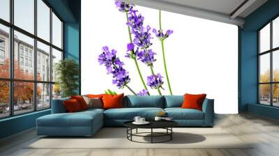 Several Fresh beautiful Lavender flowers on a white Wall mural