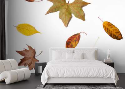 Autumn leaves with white background Wall mural