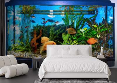 close up of aquarium tank full of fish Wall mural