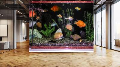 close up of aquarium tank full of fish Wall mural