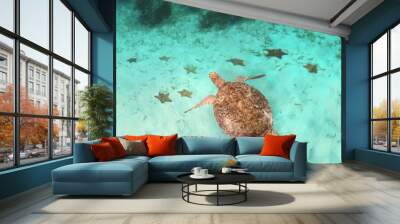 Colorful coral reef with many fishes and sea turtle at Caribbean Sea at Honeymoon Beach on St. Thomas, USVI Wall mural