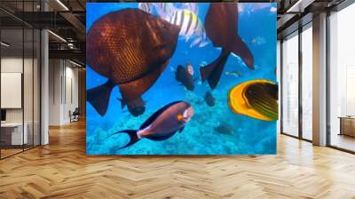 Underwater Colorful Tropical Fishes. Wall mural