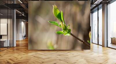 spring buds on trees, blooming and young leaves, bright spring landscape, beautiful background Wall mural