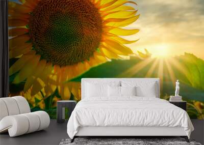 sunflower - bright field with yellow flowers, beautiful summer landscape in sunset Wall mural