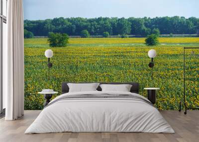 sunflower field and summer nature, beautiful sunny landscape Wall mural