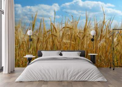 wheat field and summer nature, beautiful sunny landscape Wall mural