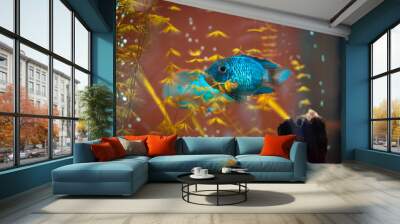 Blue decorative fish in an aquarium. Wall mural