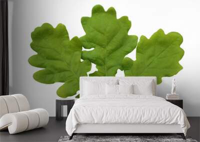 three oak leaves on a branch Wall mural