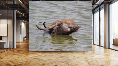 close up shot of buffalo italian buffalo and indian buffalo in lake Wall mural