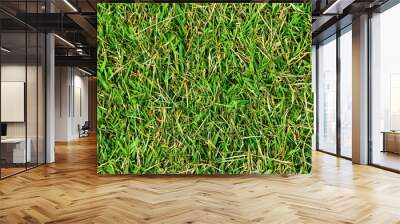 Green grass texture background Wall mural