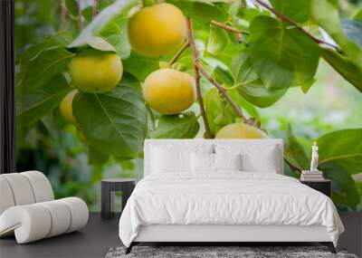 Persimmons tree, Persimmons tree from Thailand country Wall mural