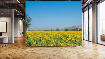 sunflowers, sunflowers farm, sunflowers from Thailand country Wall mural