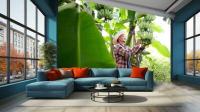 Asian farmer carrying green bananas in farm Workers hold green bananas for export. Wall mural