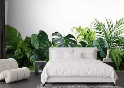 green leaves of the bush monster palm Rubber factory. Pine trees. Bird's nest ferns. Indoor flower arrangements. Nature park. Isolated background on white background. Wall mural