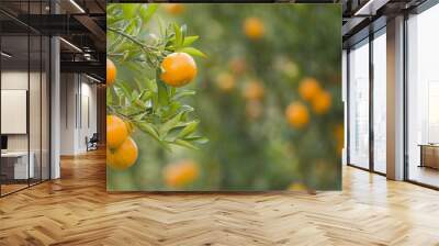 Orange Field. Close up on orange with blur background Wall mural