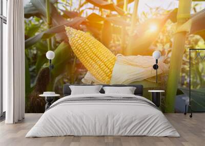 Ripe corn cobs in green cornfield and ready to harvest on sunlight at sunset close up with selective focus. Organic maize field or corn field. It safety corn to food for people. Wall mural