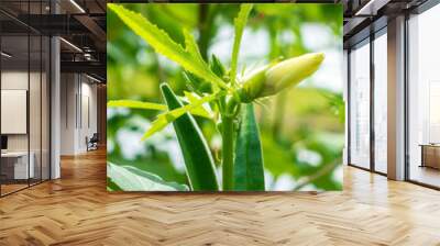 flower and green okra is growing on the tree Wall mural