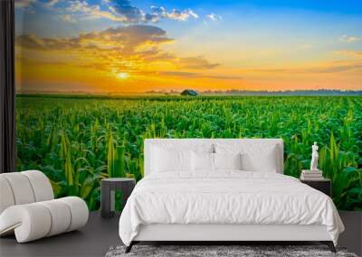 sunrise over the corn field Wall mural