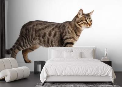 American Short Hair Cat walking at the camera in front isolated of white background Wall mural