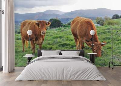 Cows in a pasture on mountains view landscape Wall mural