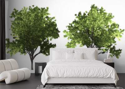 The collection of tree. Zelkova serrata tree isolated on white background with clipping path. Wall mural