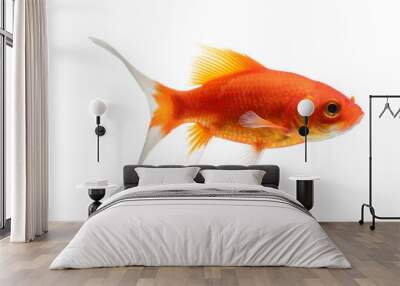  Goldfish Isolated on transparent png Wall mural