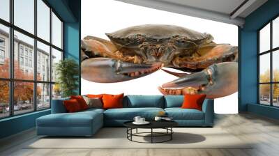  sea crab isolated on transparent png Wall mural