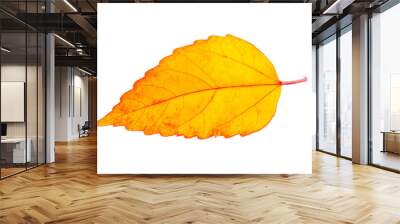 autumn leaf isolated on transparent png background Wall mural