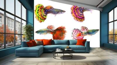 Beautiful Guppy Isolated on Black Background Wall mural