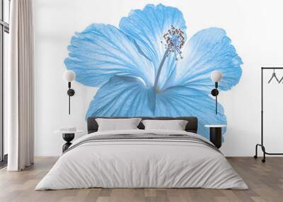 blue flower isolated on white background Wall mural