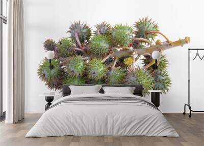 Castor oil plant on transparent png Wall mural