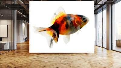 gold fish isolated on a white background Wall mural