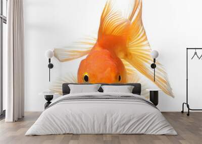 gold fish isolated on transparent png Wall mural