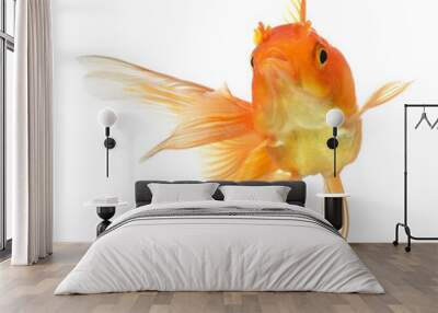 gold fish isolated on white background Wall mural