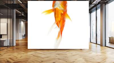 Gold fish Isolation on  transparent png Wall mural