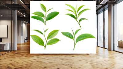 green tea leaf isolated on  transparent png Wall mural