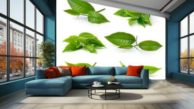 green tea leaf isolated on white background Wall mural