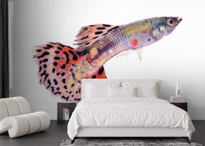 guppy fish isolated on transparent png Wall mural