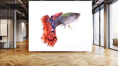 guppy fish isolated on white background Wall mural