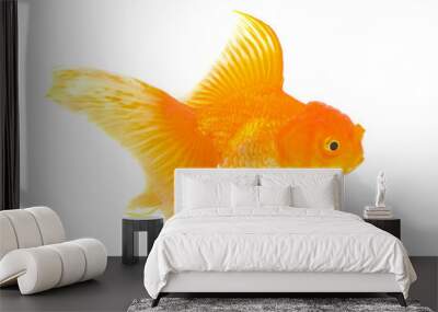 Orange Goldfish Isolated on transparent png Wall mural