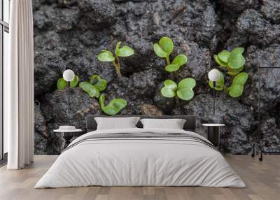 Young seedlings of radish growing on bed Wall mural