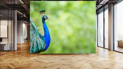 Portrait Peacock, Peafowl or Pavo cristatus, live in a forest natural park colorful spread tail-feathers gesture elegance at Suan Phueng, Ratchaburi, Thailand. Leave space for banner text input. Wall mural