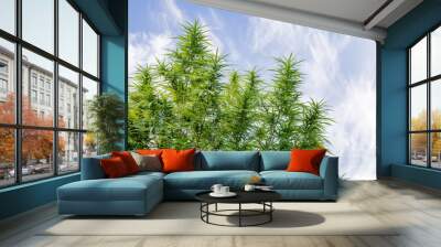 A Marijuana plant grow on the in Thailand very high plant about 3 meter high on a blue sky with 2 clouds on the sides, its an oily plant for making Jarhass and smoke it Wall mural