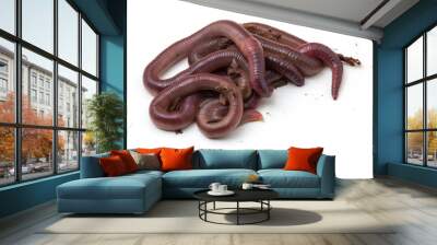 African Night Crawler, earthworms isolated on white background. Wall mural