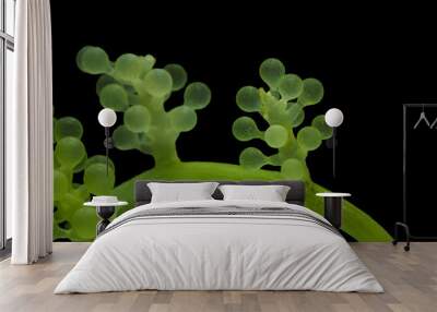 Caulerpa lentillifera, Sea Grapes, Green Caviar isolated on black background. Wall mural