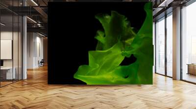 green algae isolated on black background Wall mural