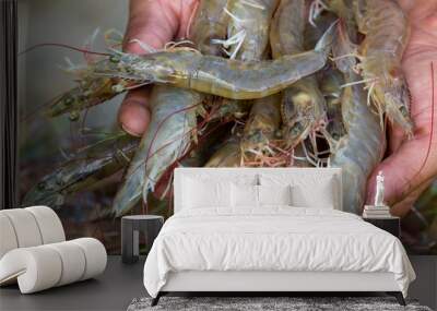 Pacific White shrimps Wall mural