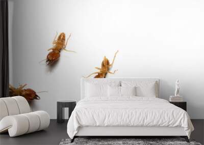 termites dead on a white background, Wall mural